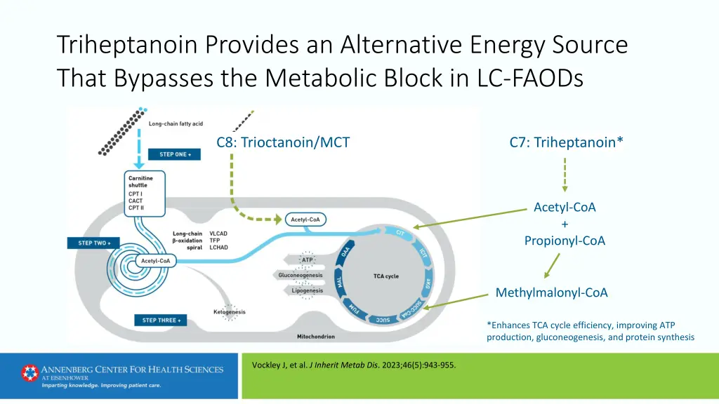 triheptanoin provides an alternative energy