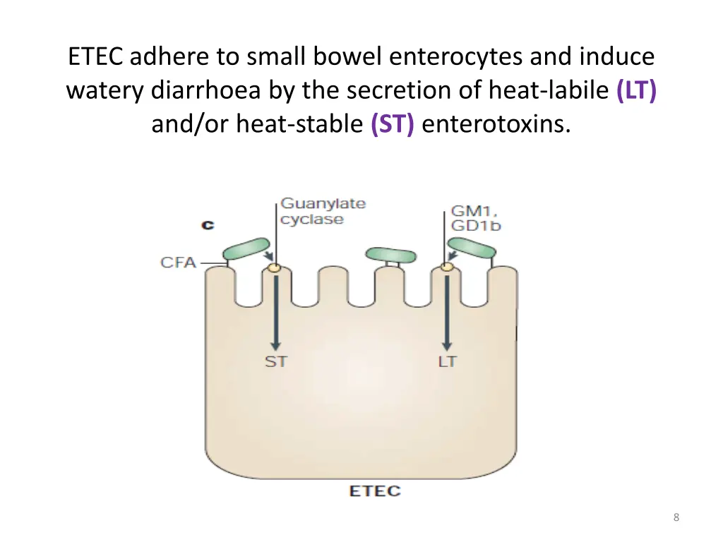 etec adhere to small bowel enterocytes and induce