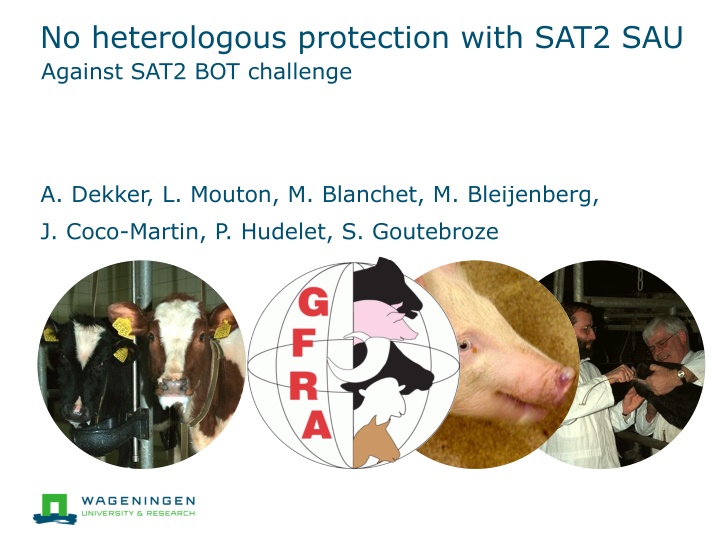no heterologous protection with sat2 sau against