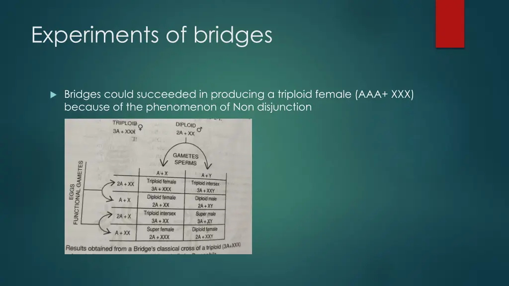 experiments of bridges
