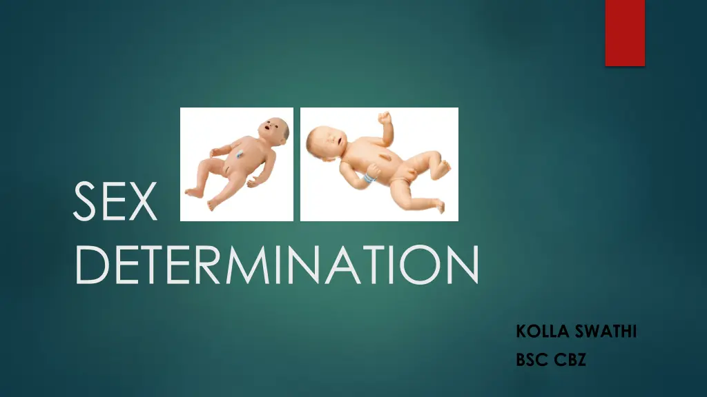 sex determination