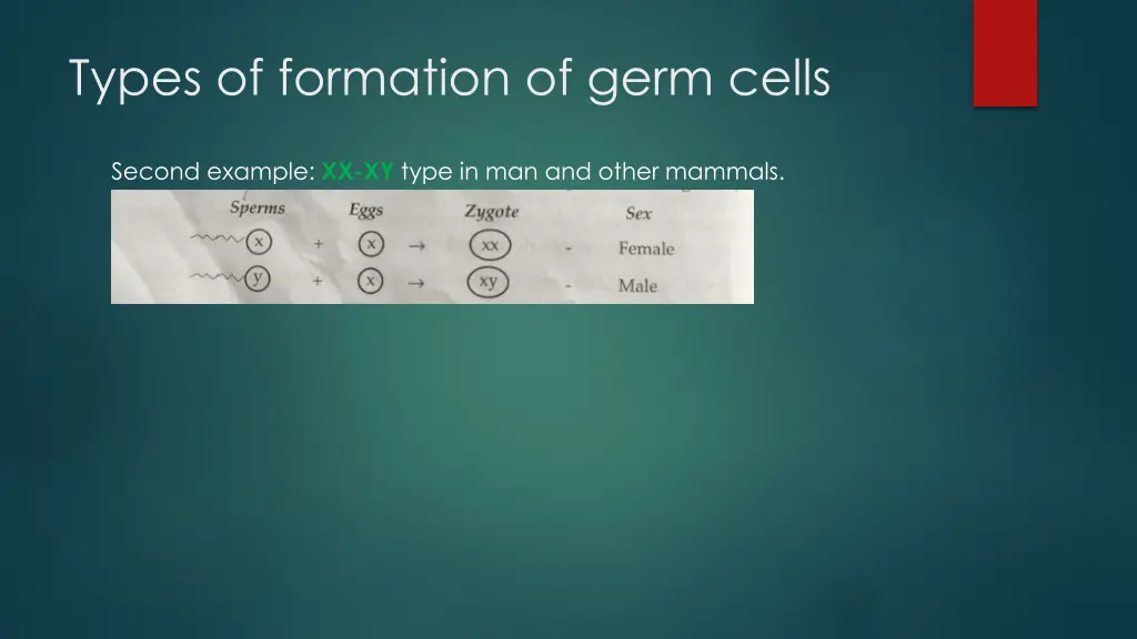 types of formation of germ cells 1