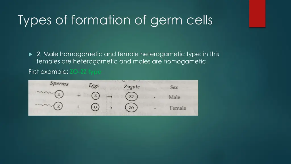 types of formation of germ cells 2