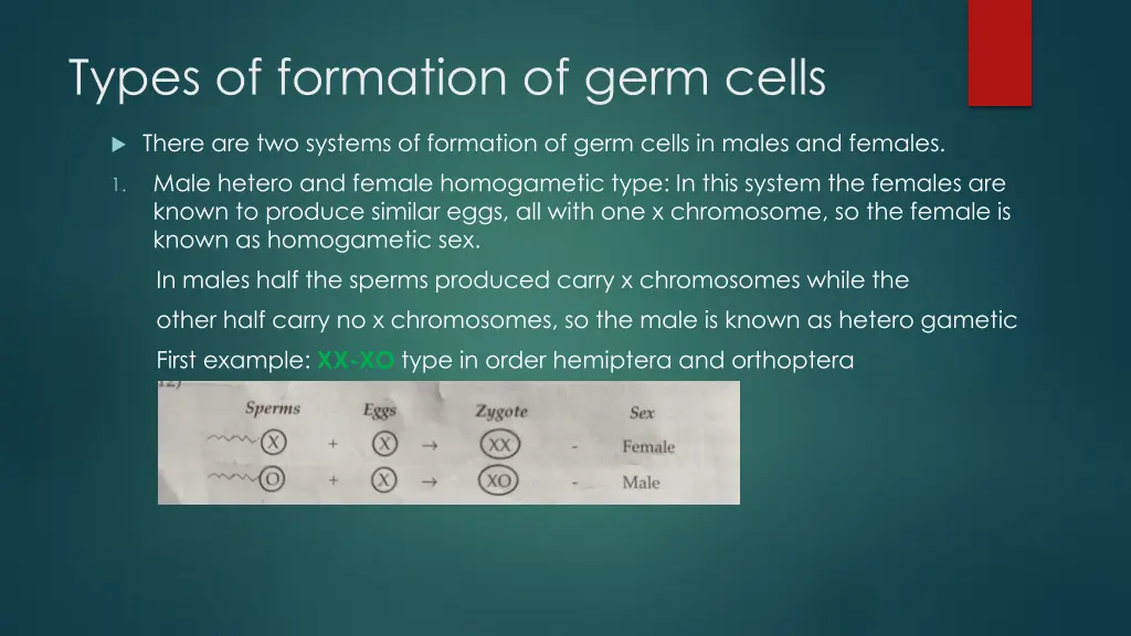 types of formation of germ cells