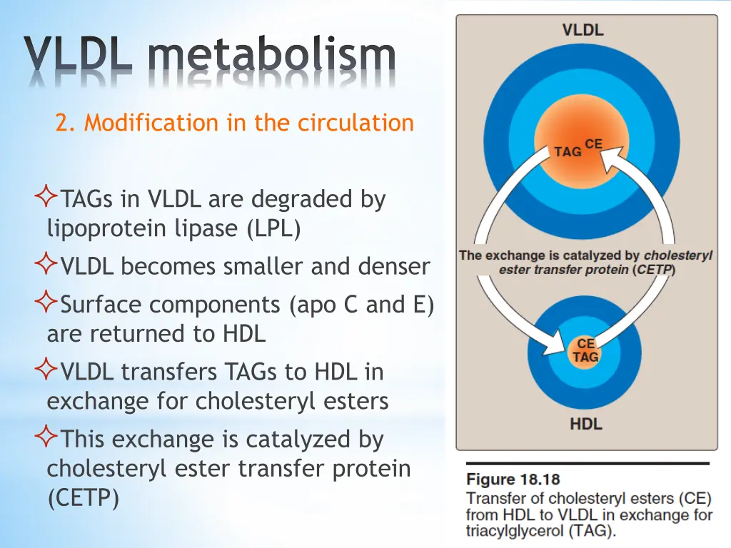 vldl metabolism 2