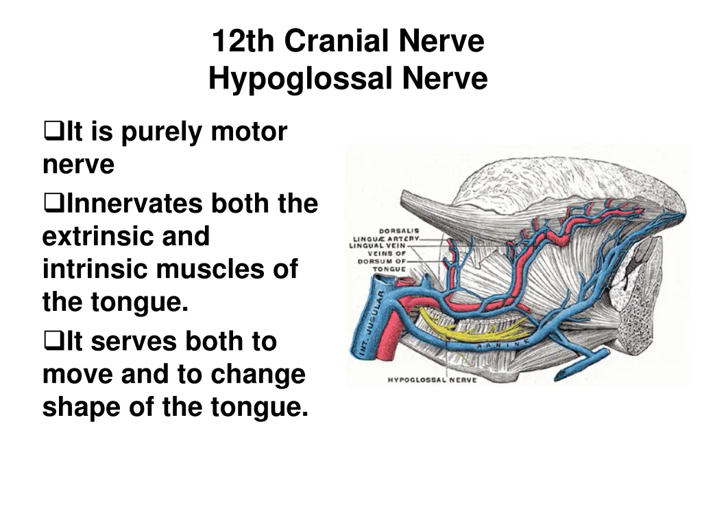 12th cranial nerve hypoglossal nerve