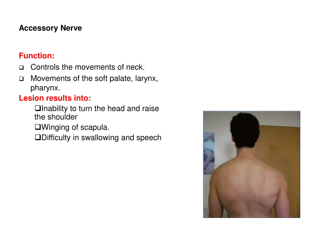 accessory nerve