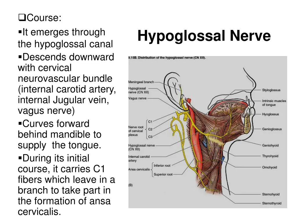 course it emerges through the hypoglossal canal