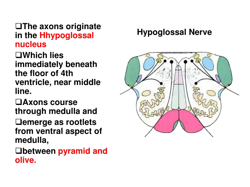 the axons originate in the hhypoglossal nucleus
