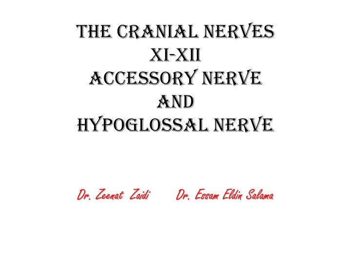the cranial nerves xi xii accessory nerve