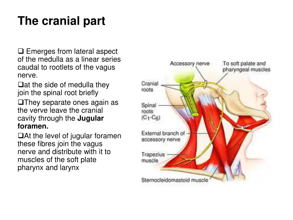 the cranial part
