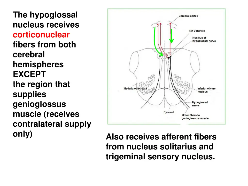 the hypoglossal nucleus receives corticonuclear