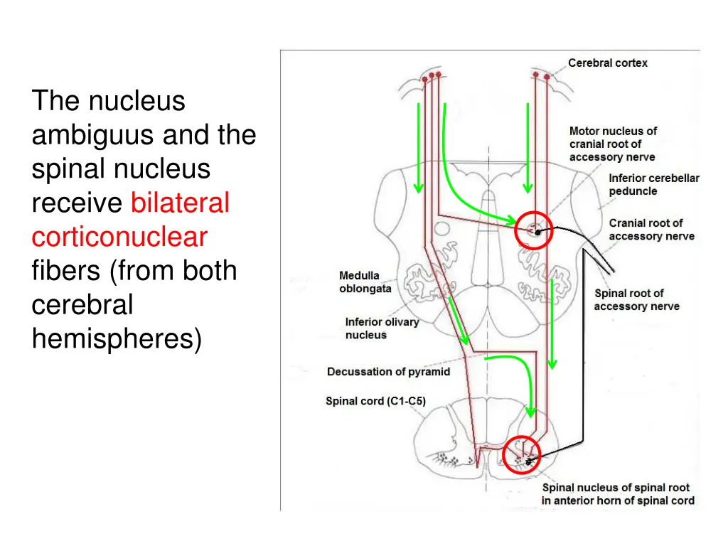 the nucleus ambiguus and the spinal nucleus
