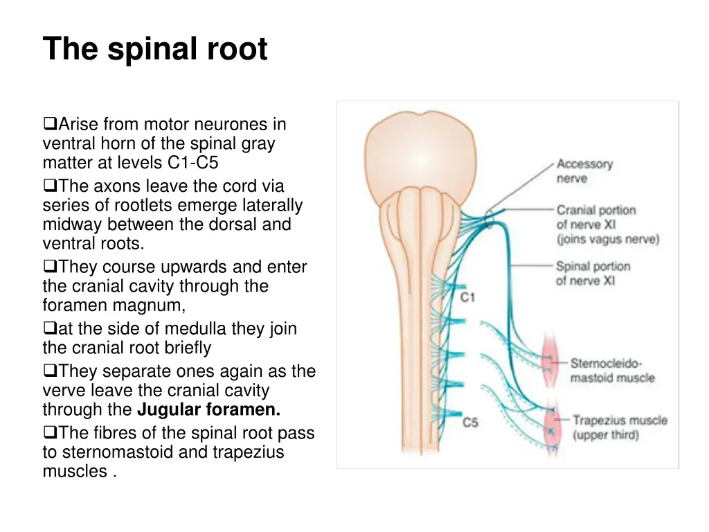 the spinal root