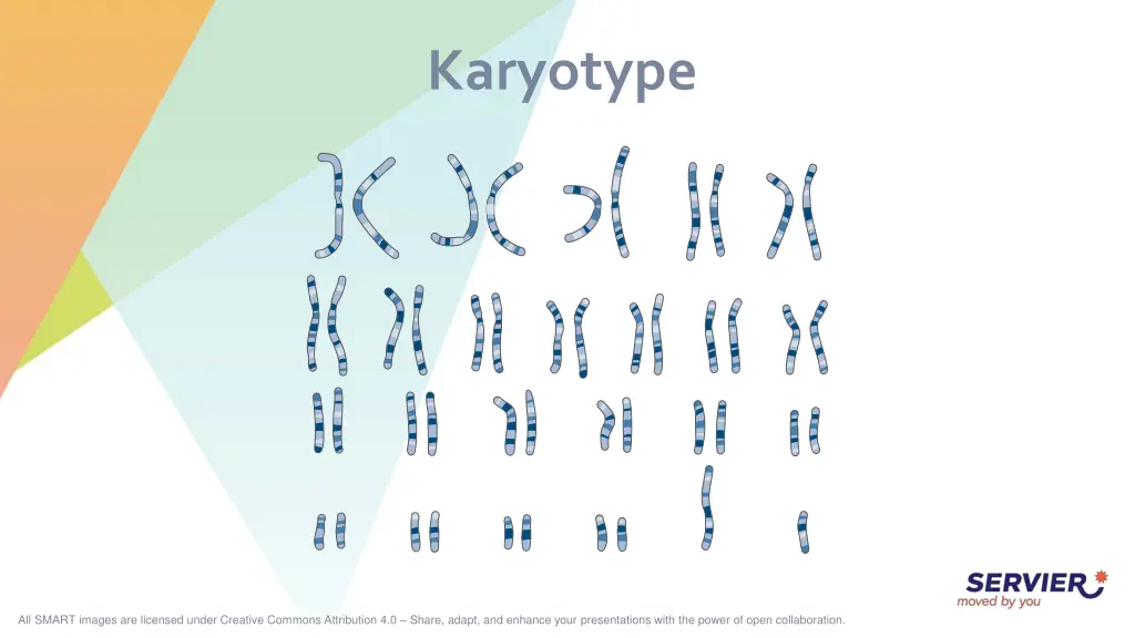 karyotype