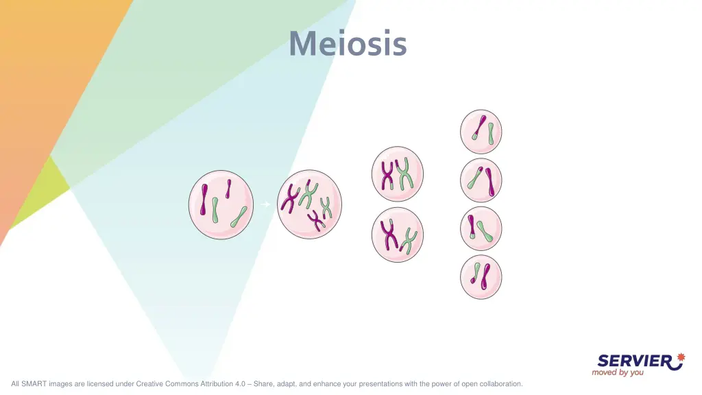 meiosis