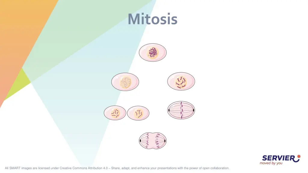 mitosis