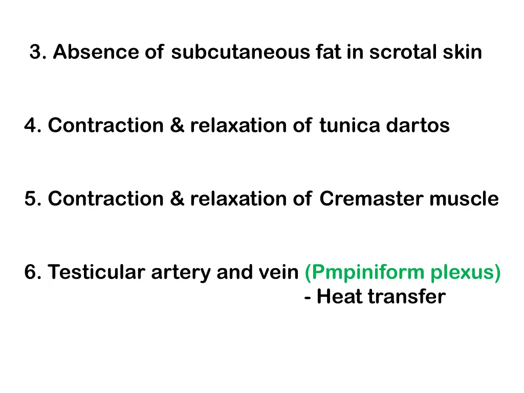 3 absence of subcutaneous fat in scrotal skin