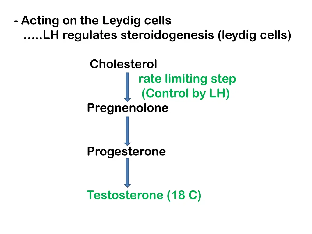 acting on the leydig cells lh regulates