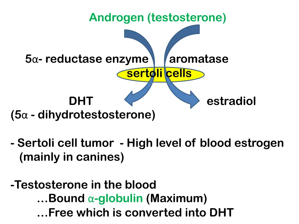 androgen testosterone