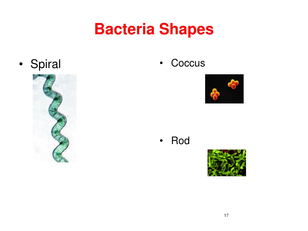 bacteria shapes 1