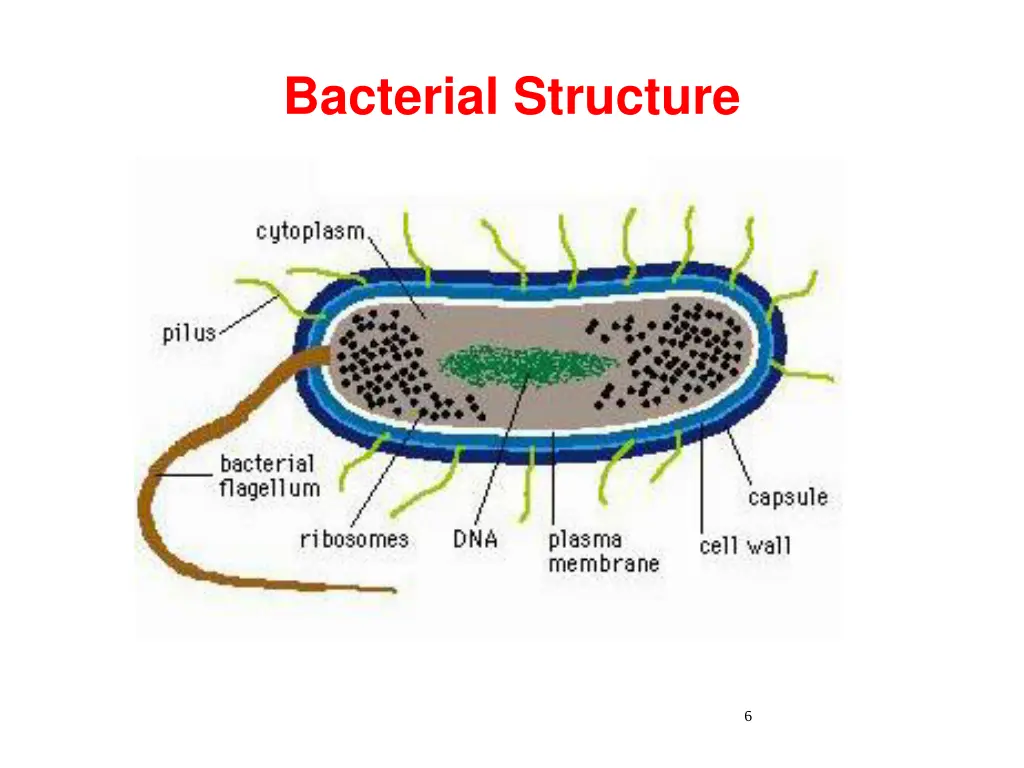 bacterial structure
