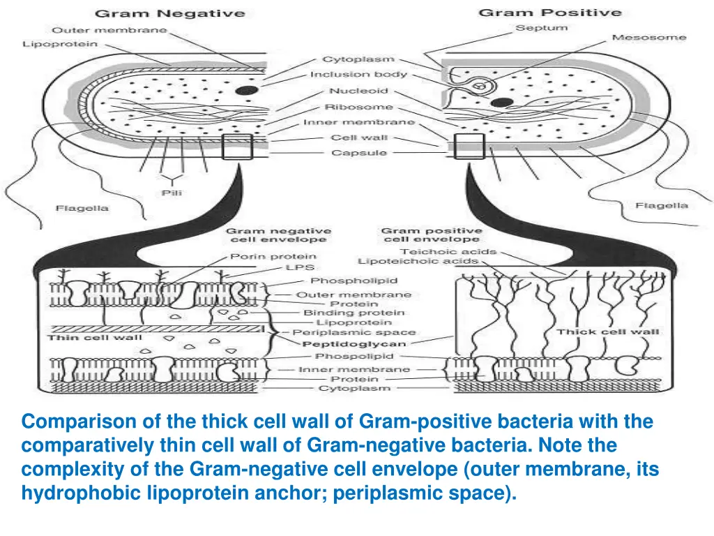 comparison of the thick cell wall of gram