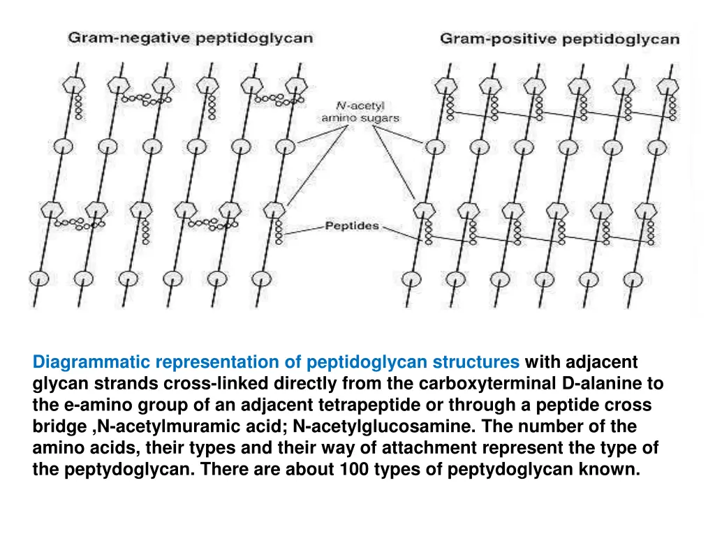 diagrammatic representation of peptidoglycan