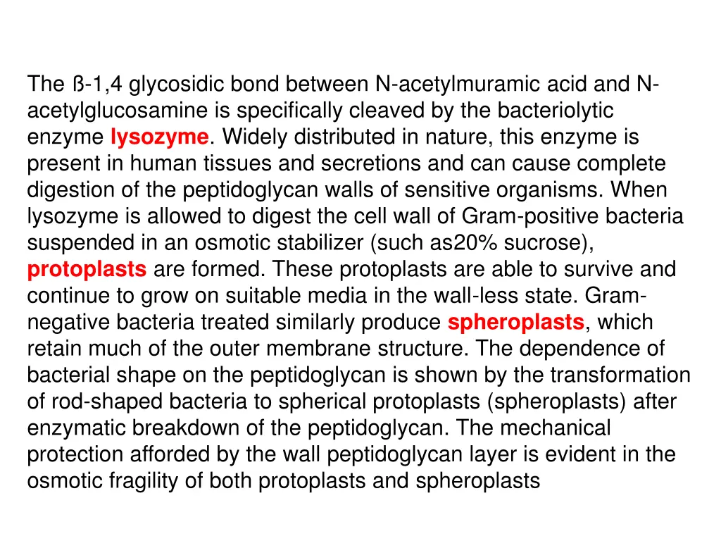the 1 4 glycosidic bond between n acetylmuramic