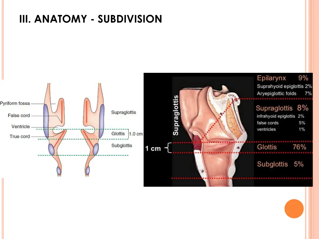 iii anatomy subdivision