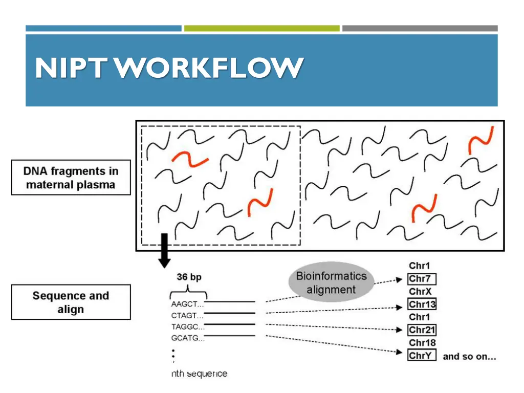 nipt workflow