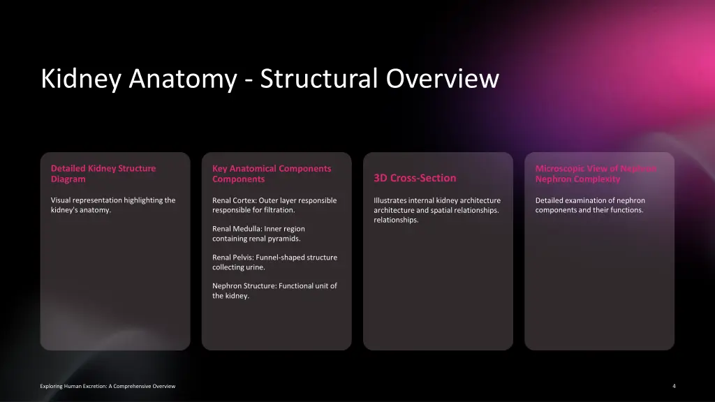 kidney anatomy structural overview