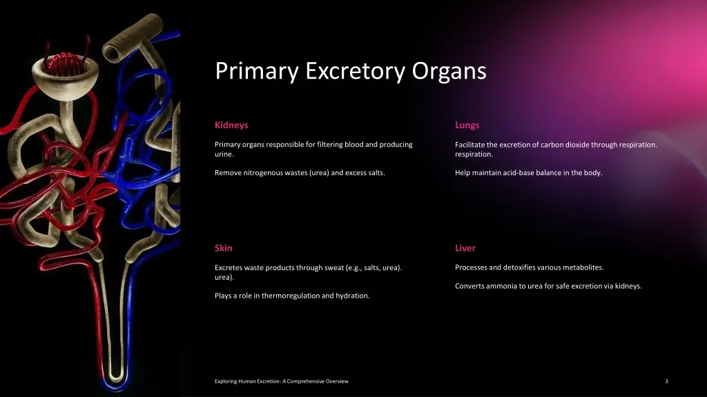 primary excretory organs