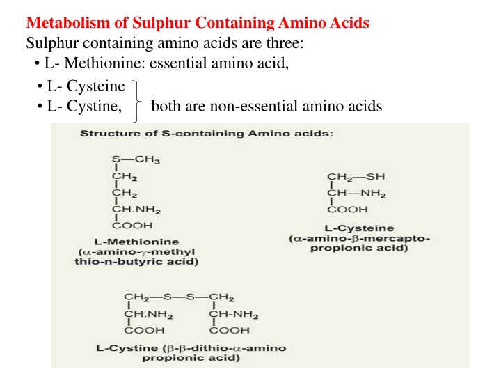 metabolism of sulphur containing amino acids
