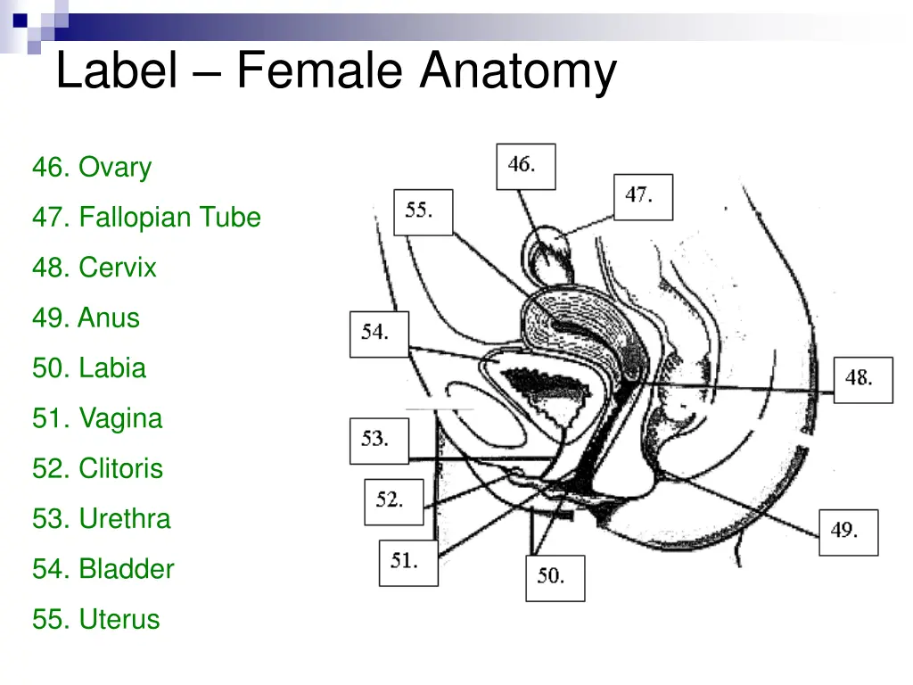 label female anatomy