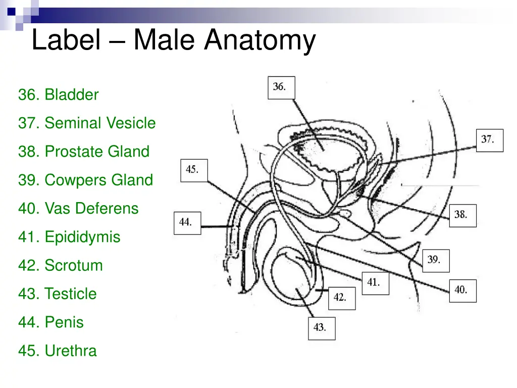 label male anatomy