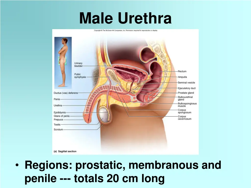 male urethra
