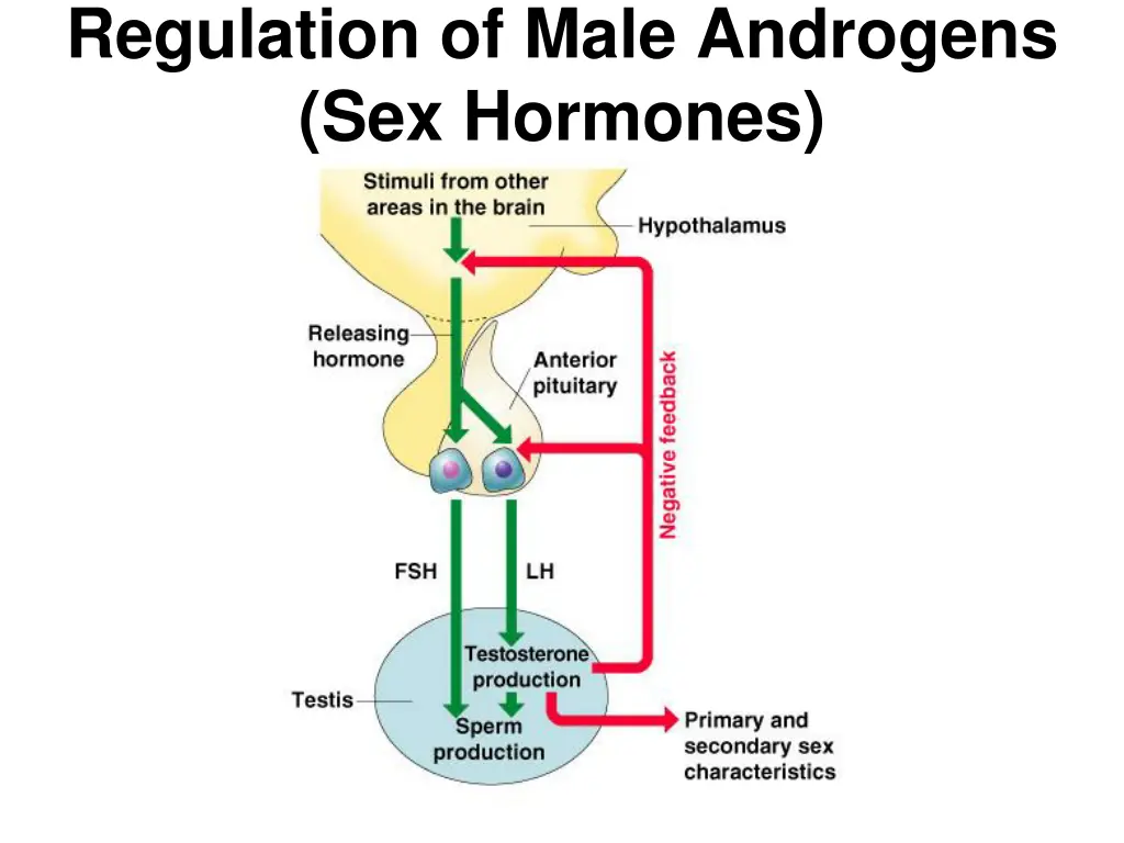 regulation of male androgens sex hormones