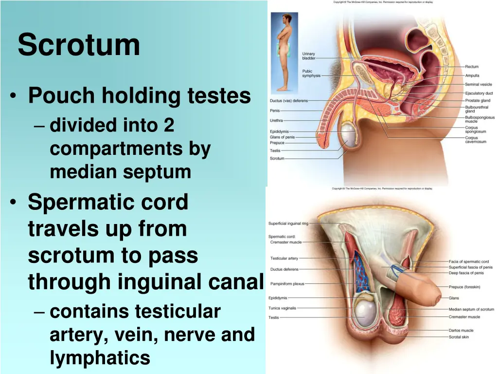 scrotum