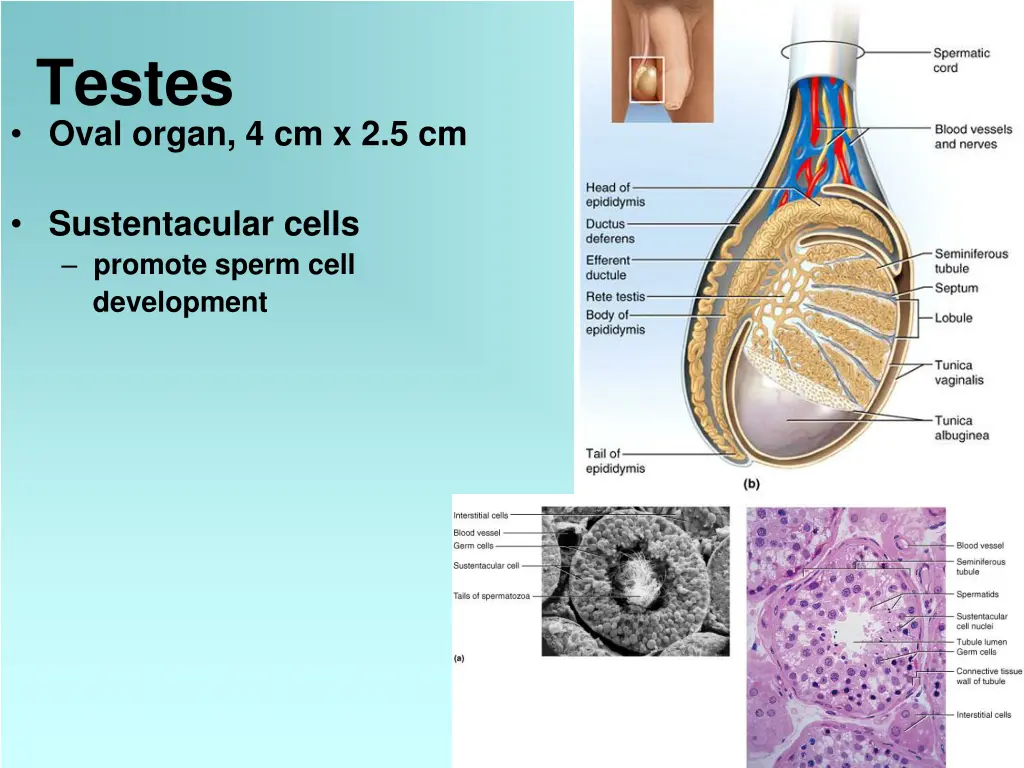 testes oval organ 4 cm x 2 5 cm