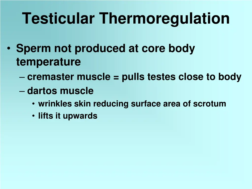 testicular thermoregulation