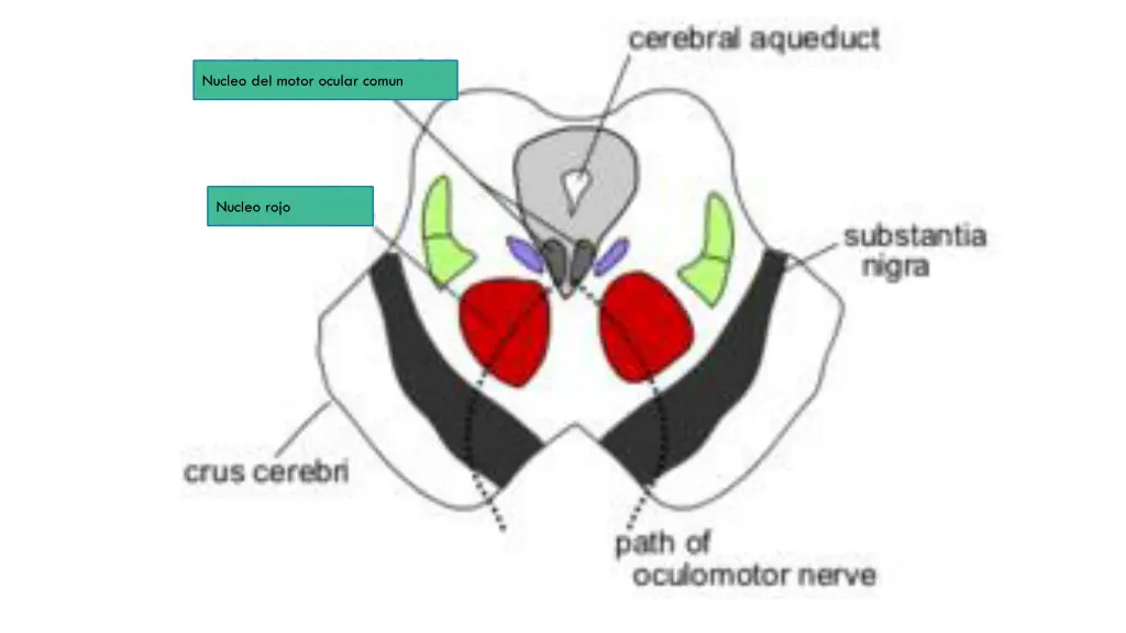 nucleo del motor ocular comun