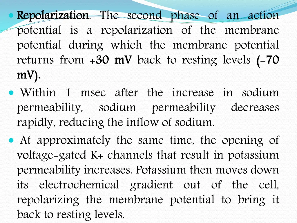 repolarization potential is a repolarization
