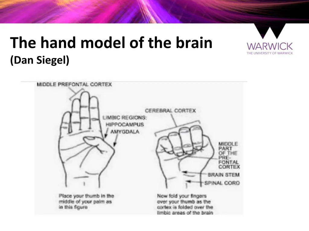 the hand model of the brain dan siegel