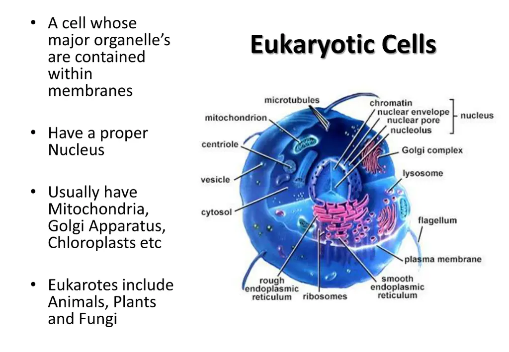 a cell whose major organelle s are contained