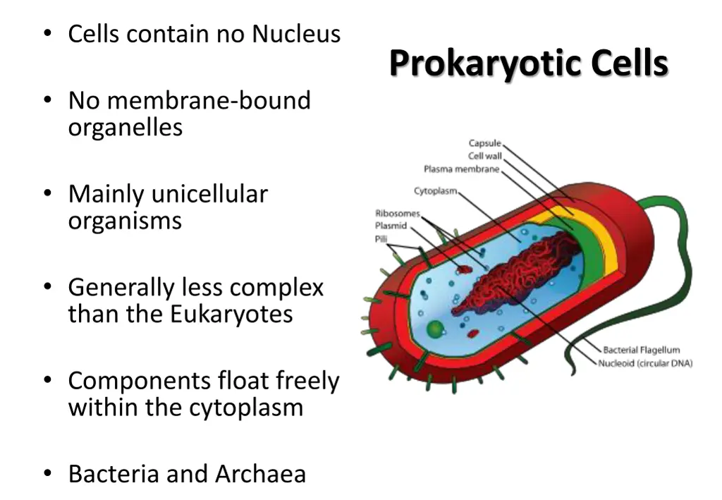 cells contain no nucleus