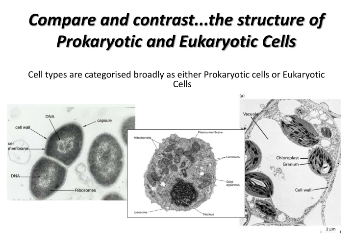 compare and contrast the structure of prokaryotic