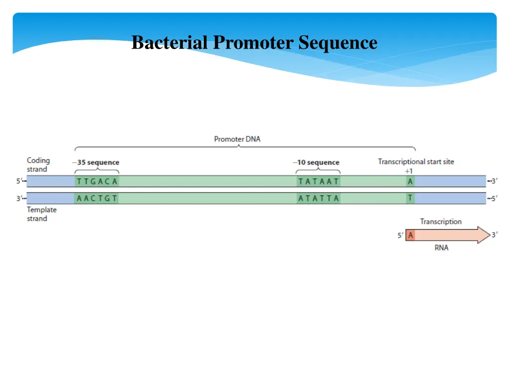 bacterial promoter sequence