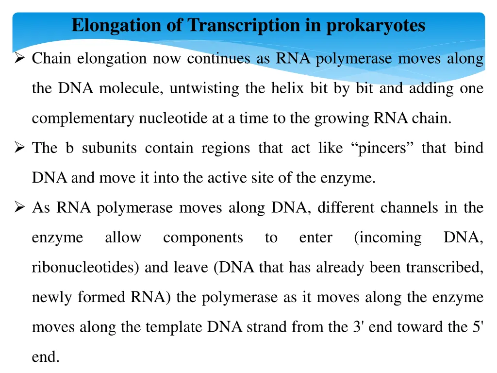 elongation of transcription in prokaryotes
