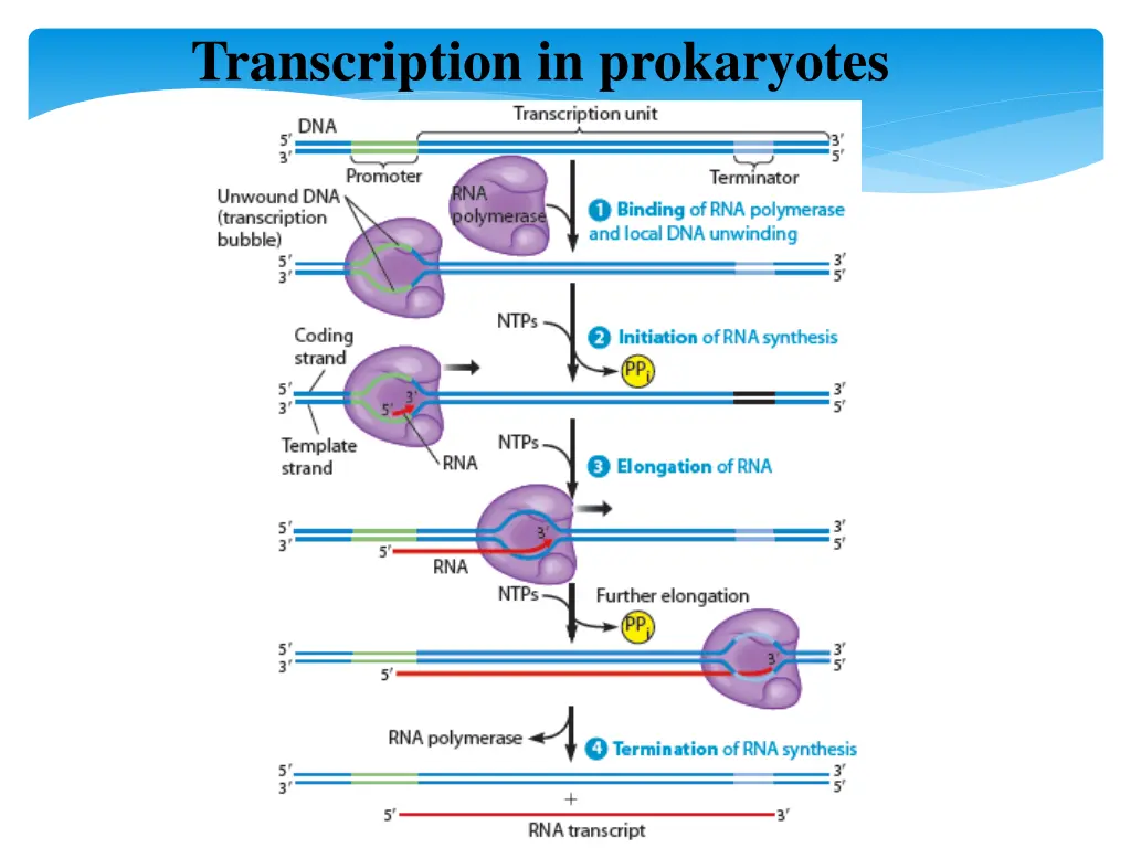transcription in prokaryotes